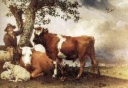 POTTER, Paulus Young Bull zg china oil painting reproduction